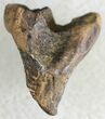 Baby Unerupted Triceratops Tooth - Montana #18540-2